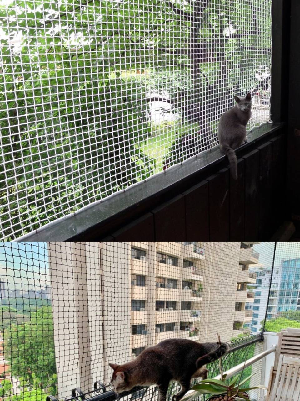 Pets Safety Nets for Balconies | Call 9995922293 Nets Fixing at Lowest Cost.